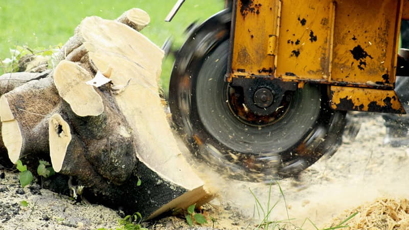 Blaisdell - Stump grinding_1