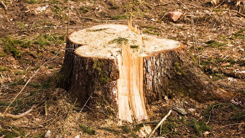 Blaisdell - Stump grinding_2