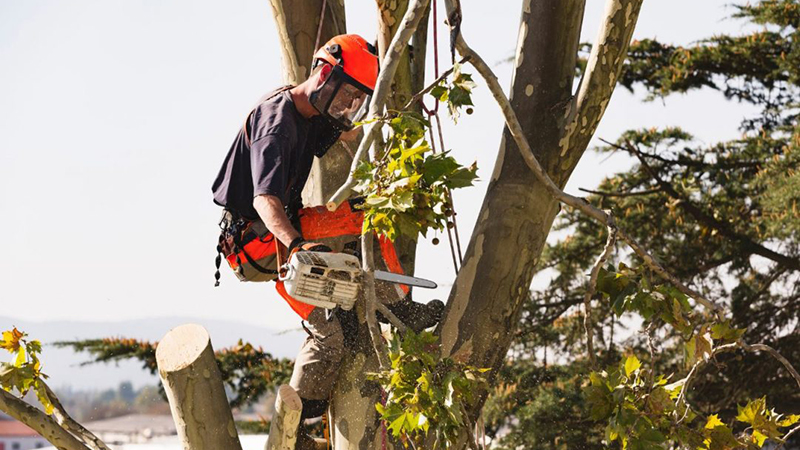 Blaisdell - Tree removal_2